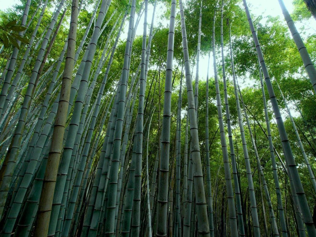 Benefits of Using Bamboo Mats in Summer